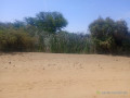 haute-productivite-vaste-terrain-agricole-de-13-hectares-vers-diama-saint-louis-small-0
