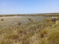 terrain-agricole-de-213-hectares-vers-diama-saint-louis-small-1