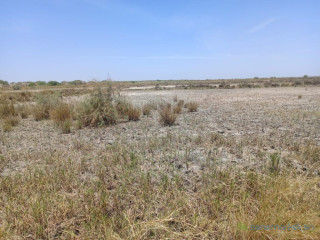 Terrain Agricole de 2,13 hectares vers Diama Saint-Louis