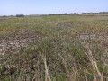 terrain-agricole-de-206-hectares-vers-diama-saint-louis-small-0