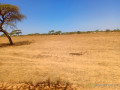 verger-de-282-hectares-vers-gandon-saint-louis-small-2
