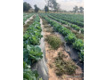 location-verger-de-203-hectares-vers-touba-toul-thies-small-0