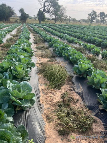 location-verger-de-203-hectares-vers-touba-toul-thies-big-0