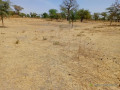 terrain-agricole-de-233-hectares-vers-notto-diobass-thies-small-2