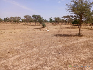 Terrain Agricole de 2,33 hectares vers Notto Diobass Thiès
