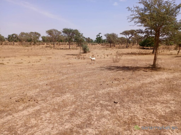 terrain-agricole-de-233-hectares-vers-notto-diobass-thies-big-0