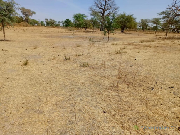 terrain-agricole-de-233-hectares-vers-notto-diobass-thies-big-2
