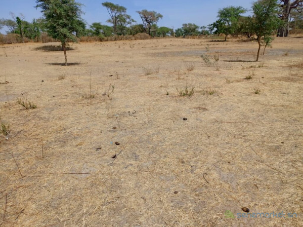 terrain-agricole-de-233-hectares-vers-notto-diobass-thies-big-1