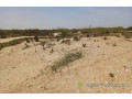 terrain-agricole-de-5-hectares-vers-kab-gaye-louga-small-0