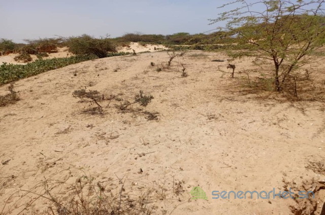 terrain-agricole-de-5-hectares-vers-kab-gaye-louga-big-2