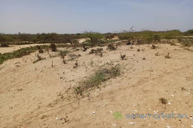 terrain-agricole-de-5-hectares-vers-kab-gaye-louga-big-0