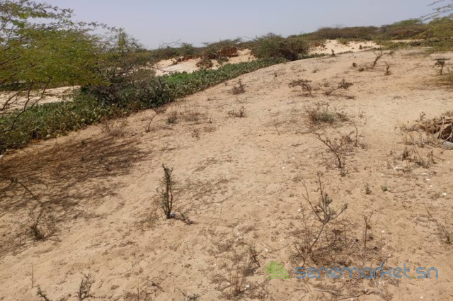 terrain-agricole-de-3-hectares-vers-kab-gaye-louga-big-2