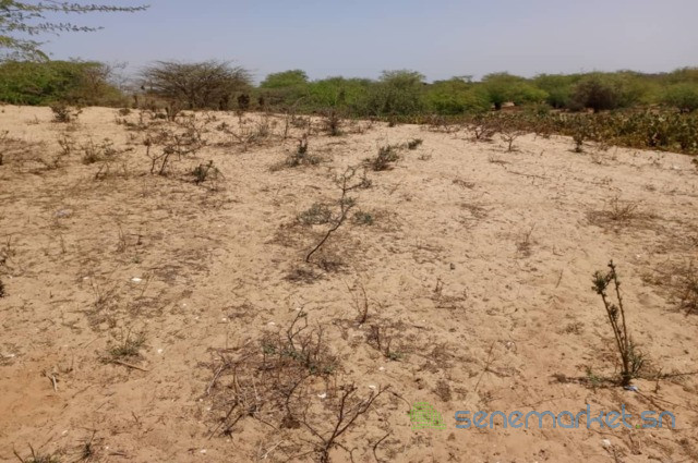 terrain-agricole-de-3-hectares-vers-kab-gaye-louga-big-1