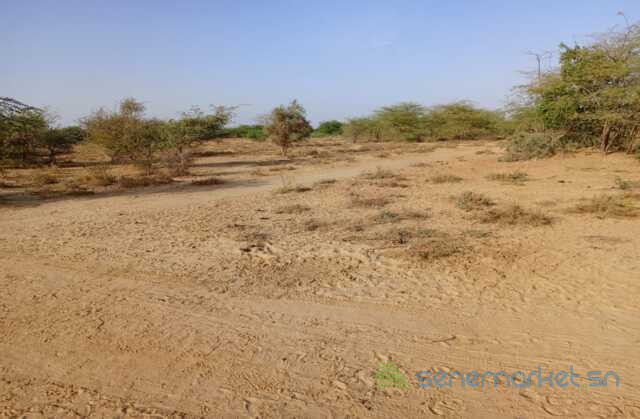 location-de-terrain-agricole-de-348-hectares-vers-diama-saint-louis-big-2