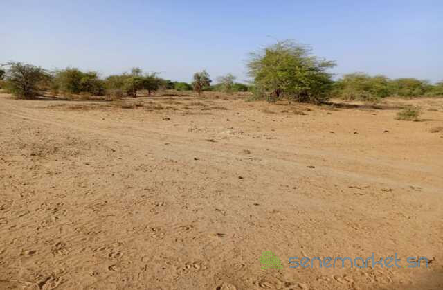 location-de-terrain-agricole-de-348-hectares-vers-diama-saint-louis-big-3