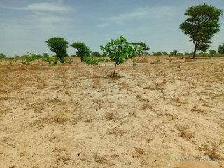 Investissement d'envergures : 9,59 Hectares vers Notto-Diobass Thiès