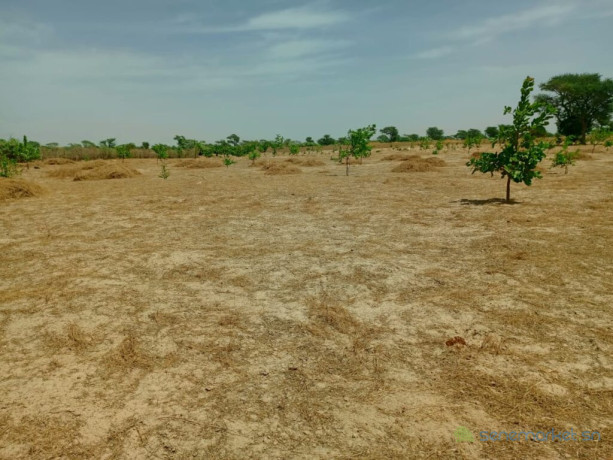 investissement-denvergures-959-hectares-vers-notto-diobass-thies-big-1