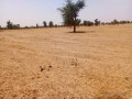 vaste-terrain-agricole-de-1165-hectares-vers-dalla-ngabou-small-0