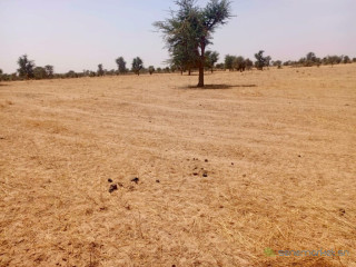 Vaste terrain agricole de 11,65 Hectares vers Dalla Ngabou