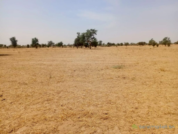 vaste-terrain-agricole-de-1165-hectares-vers-dalla-ngabou-big-1
