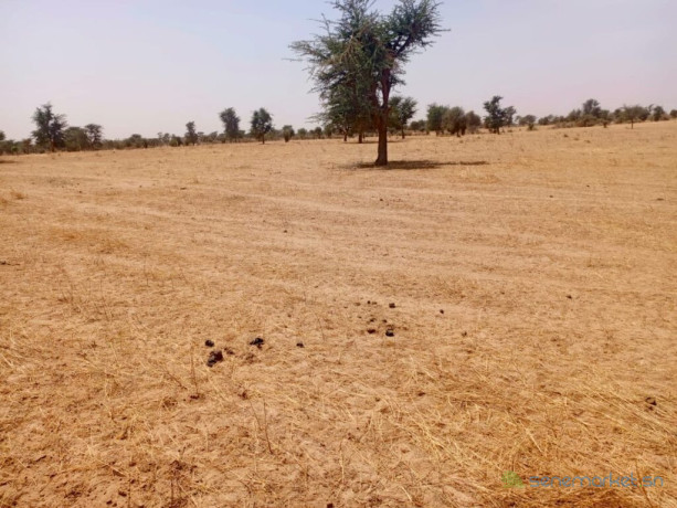 vaste-terrain-agricole-de-1165-hectares-vers-dalla-ngabou-big-0
