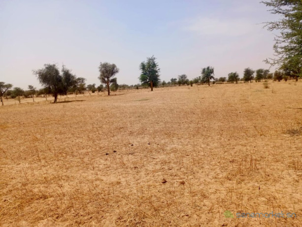 vaste-terrain-agricole-de-1165-hectares-vers-dalla-ngabou-big-2