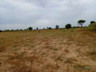 Terrain Agricole de 4.300 m² vers Tassette Thiès