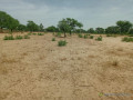 terrain-agricole-de-414-hectares-vers-thienaba-thies-small-1