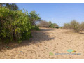 391-ha-a-diama-vers-saint-louis-enbordure-de-la-route-small-1