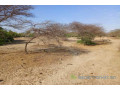391-ha-a-diama-vers-saint-louis-enbordure-de-la-route-small-2