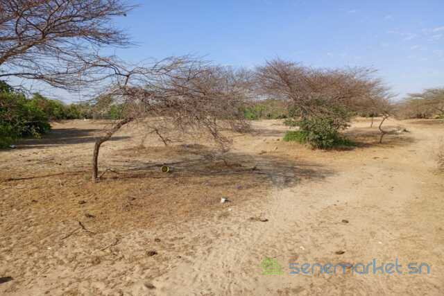 391-ha-a-diama-vers-saint-louis-enbordure-de-la-route-big-2