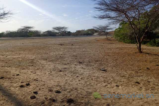 391-ha-a-diama-vers-saint-louis-enbordure-de-la-route-big-3
