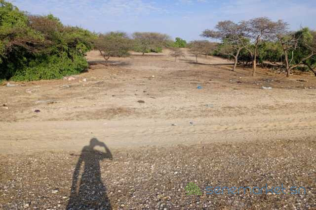 391-ha-a-diama-vers-saint-louis-enbordure-de-la-route-big-4