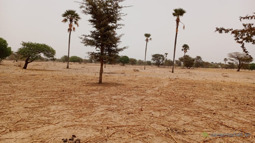terrain-de-10400-metres-carres-a-vendre-a-simal-senegal-big-2