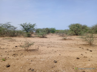 Terrain Agricole de 5 hectares vers Diama - Saint Louis