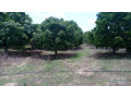 terrain-de-1-hectare-a-vendre-a-mbour-senegal-small-2