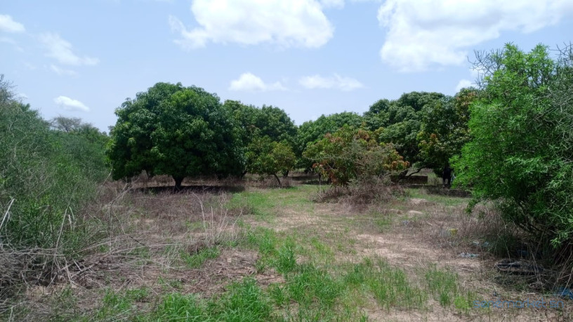 terrain-de-1-hectare-a-vendre-a-mbour-senegal-big-3