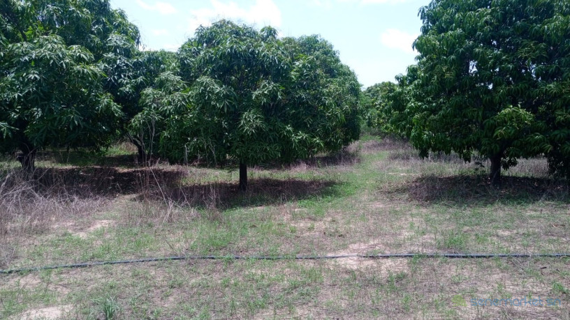 terrain-de-1-hectare-a-vendre-a-mbour-senegal-big-2