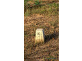 terrain-a-vendre-yenne-kandam-small-1