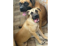 boerbull-boerboel-a-dakar-small-1