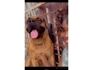Boerbull, Boerboel à Dakar