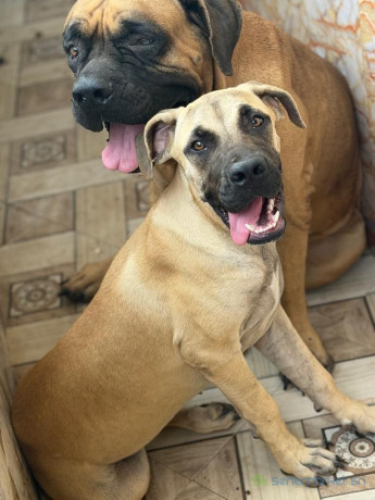 boerbull-boerboel-a-dakar-big-1