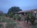 terrain-agricole-de-2-hectares-a-vendre-a-mbissel-senegal-small-2