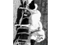 jeune-belier-a-vendre-small-0