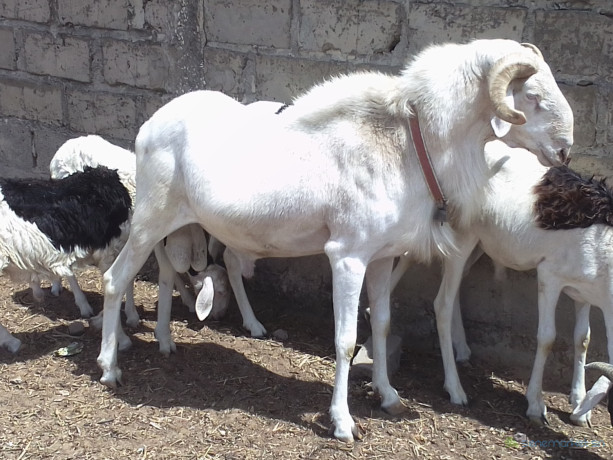 jeune-belier-a-vendre-big-3