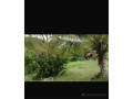 champ-de-1-hectare-a-vendre-a-ndianda-sn-small-2