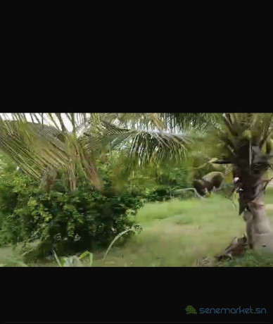 champ-de-1-hectare-a-vendre-a-ndianda-sn-big-2