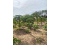 terrain-agricole-de-1-hectare-a-vendre-a-notto-sn-small-3