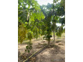 terrain-agricole-de-1-hectare-a-vendre-a-notto-sn-small-1