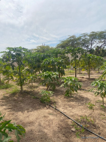 terrain-agricole-de-1-hectare-a-vendre-a-notto-sn-big-3